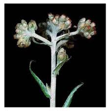 Image result for Pseudognaphalium luteo-album