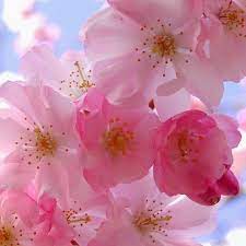 Tepache An Easy Homemade Pineapple Brew Recipe Cherry Blossom Flowers Pink Blossom Blossom Flower