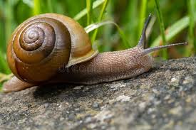 Caracol — saltar a navegación, búsqueda para otros usos de este término, véase caracol (desambiguación). 108 Caracol Del Perfil Fotos Libres De Derechos Y Gratuitas De Dreamstime