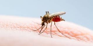 Check spelling or type a new query. Climate Change Makes West Nile Virus Outbreaks Plausible In Uk Lab Manager