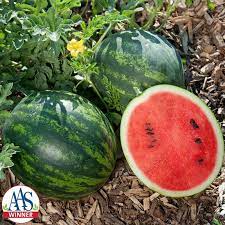 The one and only lovelymelons: Watermelon Mini Love F1 Harris Seeds