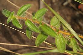 Image result for Antherotoma senegambiensis