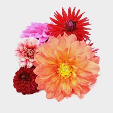 Same day or next day delivery is available. Dahlias 5 Bunch Small Box 50 Stems Wholesale Blooms By The Box