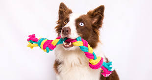 Cao De Pequeno Porte De Origem Mexicana 17 Racas De Cachorro Extintas Que Voce Nunca Ouviu Falar Blog Petiko