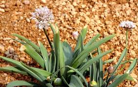 Image result for Alliaceae