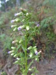 Image result for Laggera