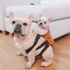 hidden intelligence inside well behaved obedient bad behaviors in dogs loving pets digging all the time gets cute baby animals puppies cute little dogs