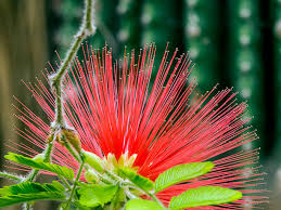 Image result for Calliandra tweedii