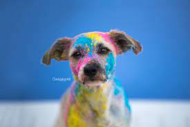 holi shooting mit hund mehl maisstarke und lebensmittelfarben bunter hund cute dogs and puppies dog quotes cute dogs