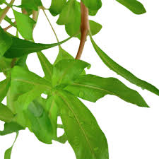 Image result for Nesaea crassicaulis