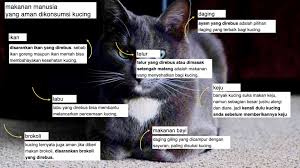 Disarankan untuk anda yang menggunakan kuning telur untuk kucing, gunakan kuning telur ayam kampung. Apa Saja Makanan Untuk Kucing Kucing Makanan Kucing Makanan