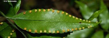 Image result for Eulophia tenella