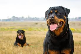 5 Best Rottweiler Crates Our 2019 Rottweiler Crate Size Guide