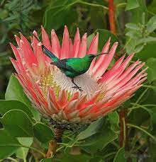 Pin On Beautiful Flowers
