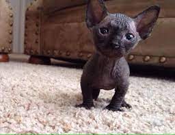 Maybe you would like to learn more about one of these? Munchkin Hairless Cat Kitten Novocom Top