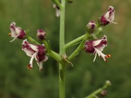 Image result for Scrophulariaceae
