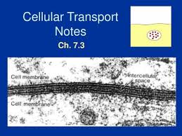 How are solutions classified according to their comparative tonicity? Cell Membrane And Tonicity Worksheet Ppt Download