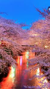 Anime girls shirt city bridge original characters. Cherry Blossom Iphone Hd Wallpaper Pixelstalk Net