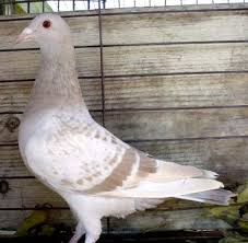 2 3 Dilution Series Pigeon Genetics Rare Colors Pigeon Pigeon Pictures Racing Pigeon Lofts
