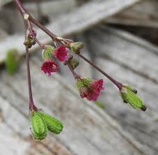 Image result for Boerhavia diffusa