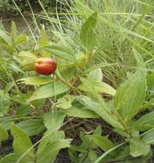 Image result for Anisophyllea quangensis