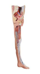 The abdominal muscles support the trunk, allow movement and hold organs in place by regulating internal abdominal pressure. 3d Printed Lower Limb A Superficial Dissection With Male Left Pelvis
