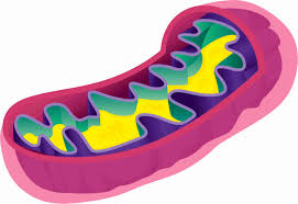 Aerobic And Anaerobic Cell Respiration
