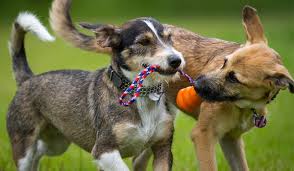 Check spelling or type a new query. Terrier Mix Pros And Cons Of The Top Terrier Cross Breeds