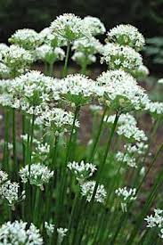 Chives Chives Plant Garlic Flower Garlic Chives