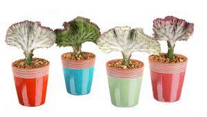 There are a few different ways to propagate succulents. Caring For Your Coral Cactus Donyasflorals S Blog
