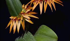 Image result for Bulbophyllum burttii
