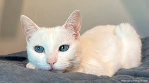 Chatty Cats: Airplanes, Boxes and More!