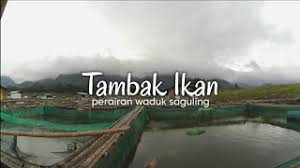 20.02.2021 · home » unlabelled » danau saguling surut : Tambak Ikan Perairan Waduk Saguling Air Sedang Surut Hayu Welah Youtube