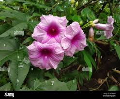Image result for Ipomoea involucrata