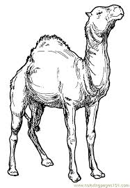 The templates also serve to conduct theme based classes in your preschool and as such are a great resource material for teachers and mums alike. Camel Coloring Page 006 Coloring Page For Kids Free Camel Printable Coloring Pages Online For Kids Coloringpages101 Com Coloring Pages For Kids