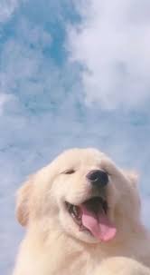 Cute Dogs Aesthetic Wallpaper Ilhadogovernador Acfotografia Aderitacristina Cute Dog Wallpaper Cute Animals Dog Wallpaper