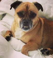 Jack Russell Cross Pug Jug Dogs Posts Facebook