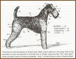 Airedale Grooming Index Dog Grooming Business Dog