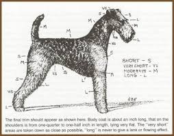 airedale grooming index dog grooming business dog