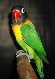 Harga burung lovebird pecinta burung pasti sudah sangat kenal dengan lovebird, burung peliharaan yang memiliki warna bulu yang sangat cantik. Animasi Love Bird Ngekek Lengkap Cikimm Com