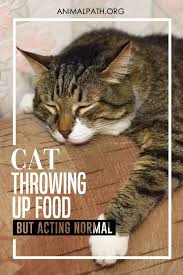 Cat Throwing Up Food But Acting Normal In 2020 Cat Throwing Up Cats Throwing Up