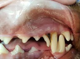 These teeth will be replaced with 42 permanent yorkie teeth (12 more, now that they have room for them all!). Retained Milk Teeth Baby Teeth In Dogs Burwood Vet Clinic