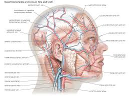 Scopri ricette, idee per la casa, consigli di stile e altre idee da provare. The Human Body Quiz Britannica