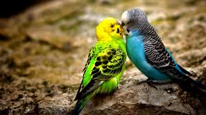 A nice hd gif collection of 24 free 3d animated mobile wallpapers to download for your cell phone. Love Birds Wallpaper Free Download For Pc Girls Updates
