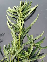 Diduga 3x lebih hebat dari royal honey ataupun hajar jahanam. Hot Pokok Dukung Anak Ikhtiar Hamil Shopee Malaysia