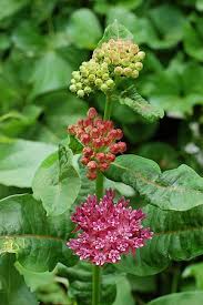Purple Milkweed Asclepias Purpurascens Purple Milkweed Asclepias Purpurascens Is A Herbaceous Plant Species It Milkweed Plant Asclepias Pollinator Garden