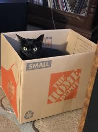 Bought This Panther Trap At Home Depot It S Worth Every Penny Funny Cats Cute Baby Animals Crazy Cats