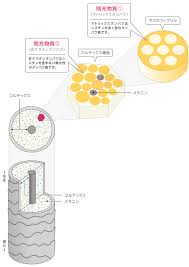 髪の基礎知識 vol 8 マクロフィブリルの間をうめる間充物質 デミ コスメティクス 物質 知識 基礎