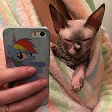 Sphynx Kitten Almost A Selfie Sphynx Selfie Hairlesscats Hairless Cat Sphynx Sphynx Cat Sphinx Cat