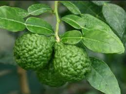 Pin On Tout Les Fruits